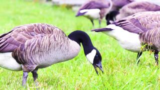 THE WORLD OF BIRDS SOUND