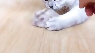 Funy cat 2