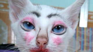 Adorable Cute Cat Eps.1