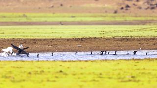 THE WORLD OF BIRD SOUNDS