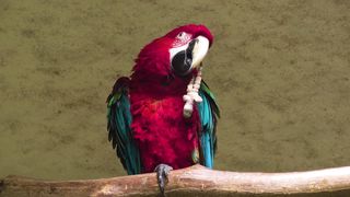 THE WORLD OF BIRDS 3
