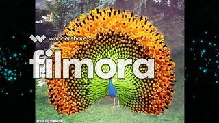 More Peacock