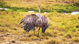 THE WORLD OF BIRDS SOUND 5