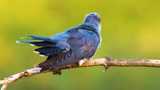 THE WORLD OF BIRDS SOUND 6