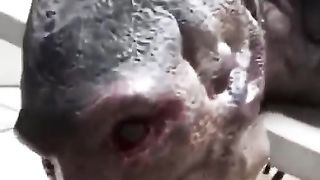 Found in sea.   Is it allien