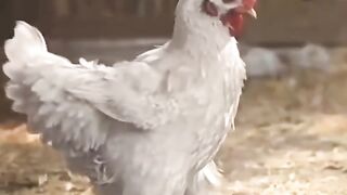 Hen playing football comedy show