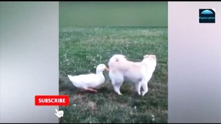 ANIMAL VIDEOS WISH YOU WATCHED SOONER