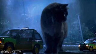 Bear brown funny moments | Tik Tok funny video 3