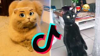 LES TIKTOK DANIMAUX QUI MONT FAIT LE PLUS RIRE EN 2023