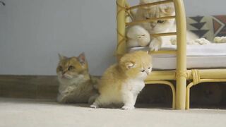 Котенок Пудинг играет со своей сестрой, когда мама-кошка рядом
