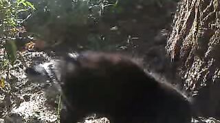 Kitten Tomik plays hide and seek. Том игоает в прятки.