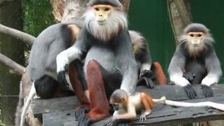 Дук Лангур в зоопарке Safari World в Бангкоке, Таиланд