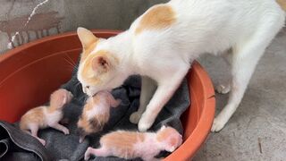 Мать-кошка носит котят и прячет их в бумажной коробке.