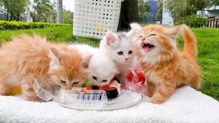 Милые котята идут на пикник и едят суши