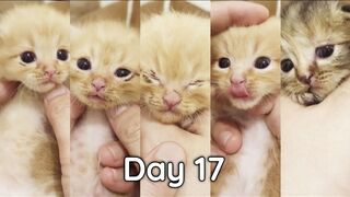 Половое раскрытие котят - котята растут, день