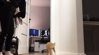 The Cat Also Likes to Act in Videos