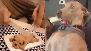 ПРИКОЛЫ С ЖИВОТНЫМИ / Смешные коты / Собаки / Смешные / Лучшее за Сентябрь
