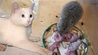Кошка принесла котятам крысу, а та родила крысят