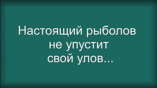 Кошачья Рыбалка