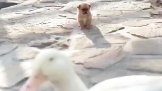 The cutest thing you'll see today