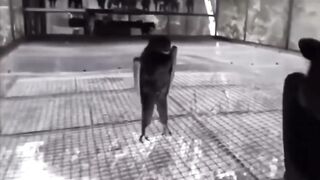 Диско летучих мышей.