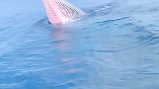 Keajaiban laut... Rupanya Ikan aku kira kapal