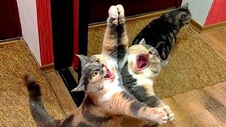 Самые смешные животные / Приколы с котами и собаками 2022