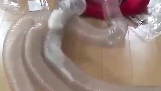 Funny Ferrets