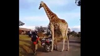Giraffe Liked the Motorcycle