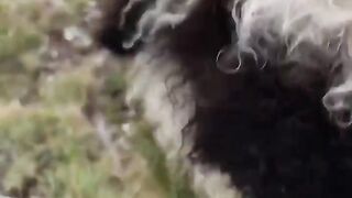 Animal cute
