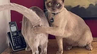 ???? Смех и грех! ???? Подборка смешных котов для хорошего настроения! ????