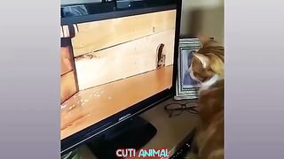 best animal funny