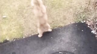 Funny Dog & Cats Moment