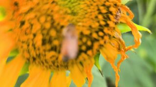 Nature's Kaleidoscope Mesmerizing Blooms in Full Bloom