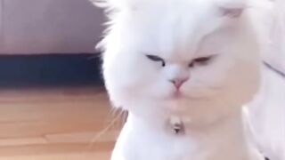 So Cute Funny Moments Dog & Cat