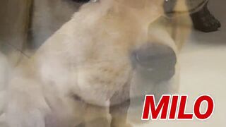 Labrador puppy training
