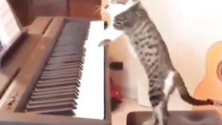 COMPILATION FUNNY SHORT!!