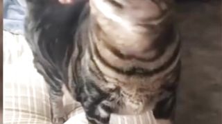 COMPILATION FUNNY SHORT!!! part.2