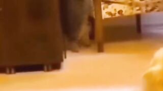 Funny Cats Dogs Jump