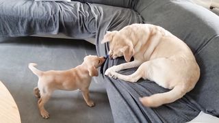 Abbi and Chloe have a Tug of War