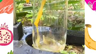 Fresh fruit orange juice