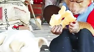 Monkey and dog love|dog and monkey eating food