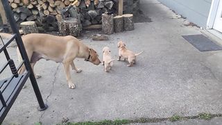 Blazer playing with 4 week old pups #labrador #puppy #yellowlab