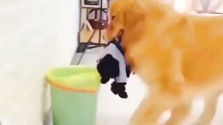 little dog 2