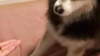 COMPILATION FUNNY SHORT !!! part.3