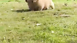 Cute babies of golden retriever