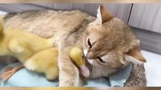 Ducklings misbehave