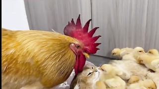 My mother is a cat, not a chicken