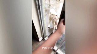 animals make laugh