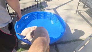 labrador puppies introduction to baby pool #yellowlab #labrador #puppy